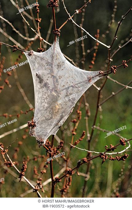 Web of a Nurseryweb Spider (Dolomedes minor), hunting spider, Bay of Islands, Opua, North Island, New Zealand