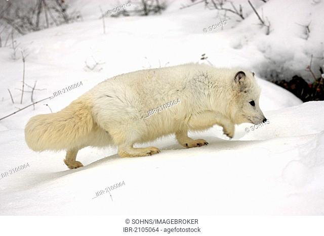 Arctic fox, white fox, polar fox or snow fox (Vulpes lagopus formerly Alopex lagopus), adult, foraging for food in the snow, Montana, North America, USA