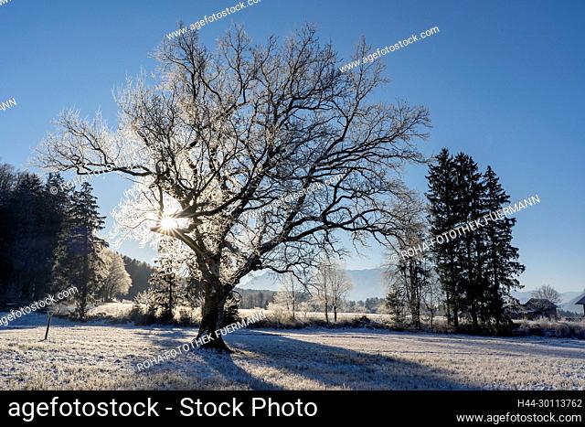 Naturdenkmal in der Nähe von Anger Richtung Steinhögl im kalten Winter mit riesiger Eiche - Berchtesgadener Land - Bayern, Sonnenstimmung