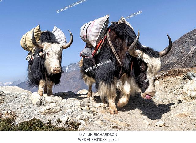 Nepal, Solo Khumbu, Everest, Chukkung, Yaks carrying provisions