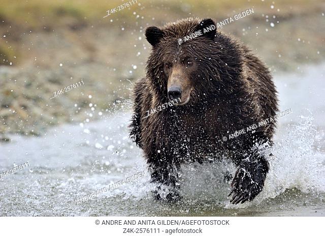 Grizzly Bear (Ursus arctos horribilis) fishing on salmon in river, Kinak bay, Katmai national park, Alaska, USA