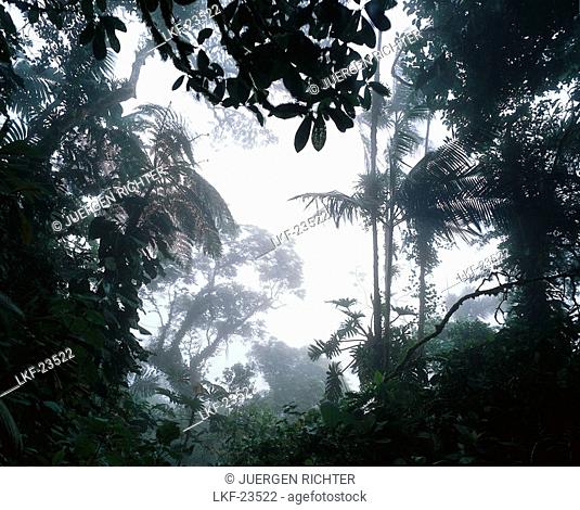 Cloud Forest of Rancho Grande, Rainforest, Henri Pittier National Park, Venezuela