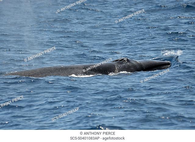 Sei Whale Balaenoptera borealis Azores, North Atlantic Taken 2008