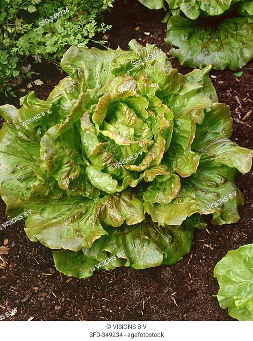 Lettuce 'Bon Jardinier' in salad bed