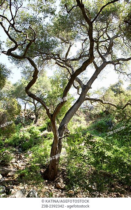 Quercus agrifolia, common name: coast live oak, lines a path through the Santa Barbara Botanic Garden; Santa Barbara; Santa Barbara County; California; CA; USA