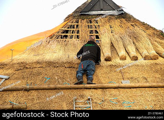 reed worker preparing new roof with reed at old farm in Giethoorn, Holland