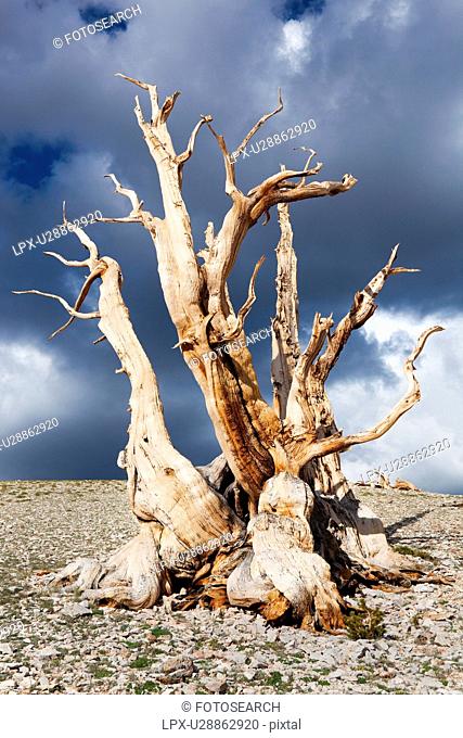 Single Bristlecone pine tree, sunlit, against stormy afternoon sky, Bristlecone Pine Forest, Sierra Nevada