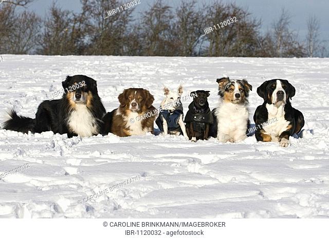 Three Australian Shepherds, Greater Swiss Mountain Dog, Jack Russell Terrier hybrid and Jack Russell, lying next to each other in snow