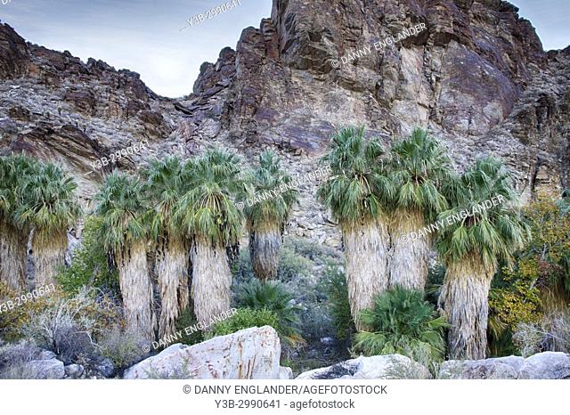 A row of California Fan Palms grow in an oasis in Andreas Canyon, with jagged rocks in the background, Palm Springs, California