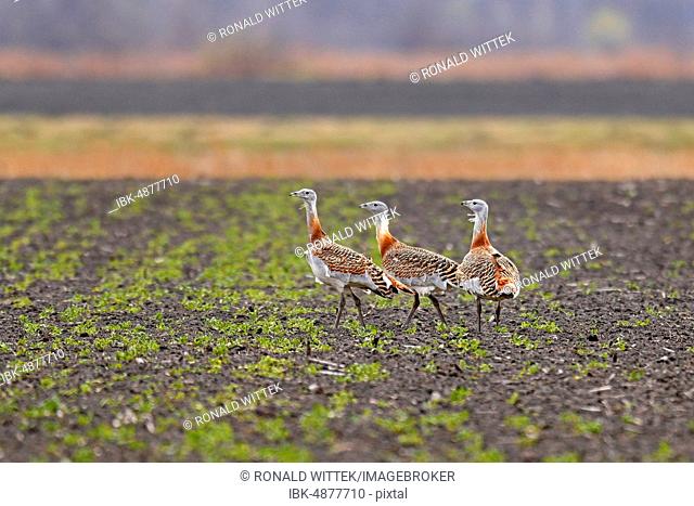 Great bustards (Otis tarda) standing on a field, Andau, Burgenland, Austria