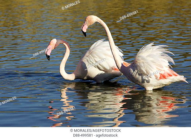 Greater Flamingo (Phoenicopterus ruber). Bouches du Rhone. France