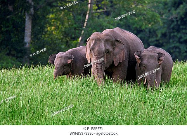 Asiatic elephant, Asian elephant (Elephas maximus), three elephants grazing, Thailand, Khao Yai National Park