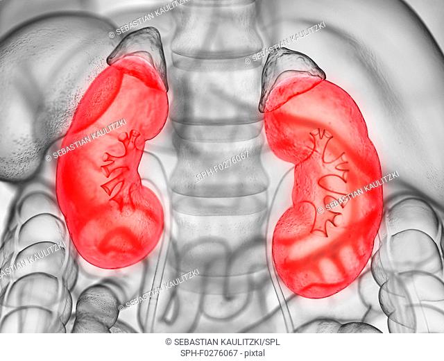 Human kidneys, illustration