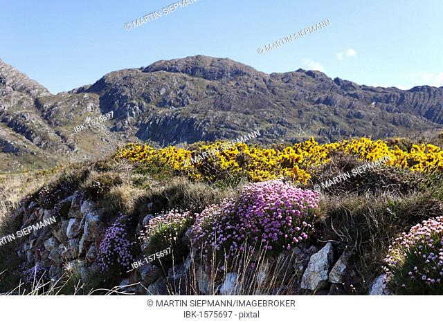 Spring landscape with armeria or sea pinks and genista, Slieve Miskish Mountains, Beara Peninsula, County Cork, Ireland, British Isles, Europe