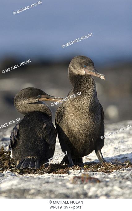 Flightless cormorant Nannopterum harrisi in the Galapagos Island Group, Ecuador This Galapagos endemic cormorant has lost the ability to fly as there are no...