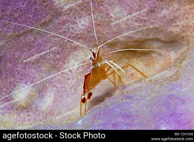 Pacific cleaner shrimp (Lysmata amboinensis), sitting in sponge, Banda Sea, Pacific Ocean, Saparua, Island, Moluccas, Indonesia, Asia