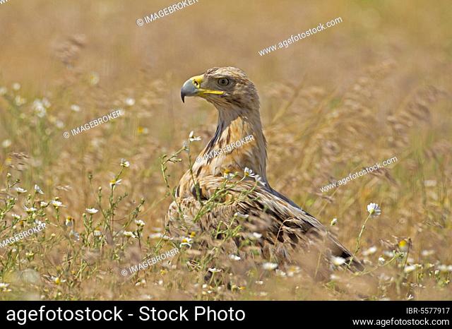 Spanish Imperial Eagle (Aquila adalberti) immature, third year plumage, standing in grassy field, Castilla y Leon, Spain, Europe