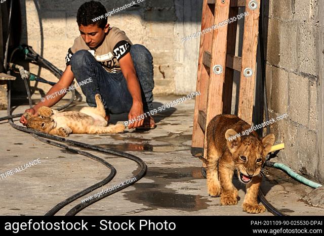 09 November 2020, Palestinian Territories, Khan Yunis: Palestinian Bassam Abu Jameh, 16, plays with lion cubs, on the roof of his house