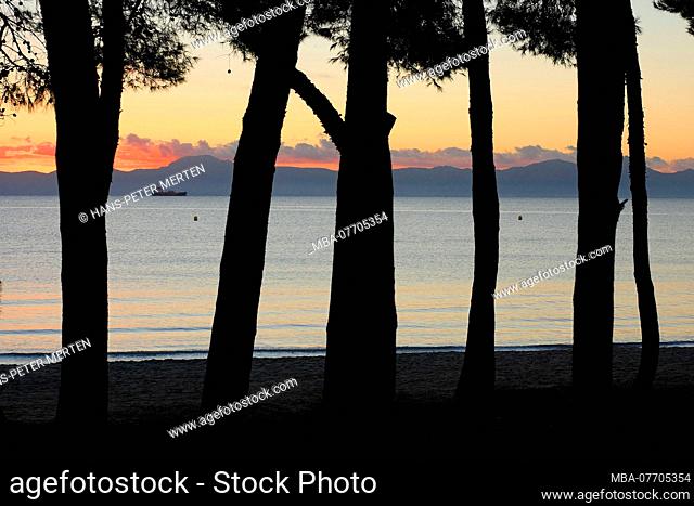 Pine forest at the Playa de Muro at Alcudia in the morning light, Mallorca, Balearic Islands, Spain