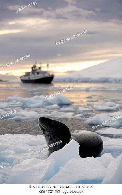 An adult Leopard Seal Hydrurga leptonyx hauled out detail and resting on an ice floe in Lemaire Channel on the Southwest side of the Antarctic Peninsula