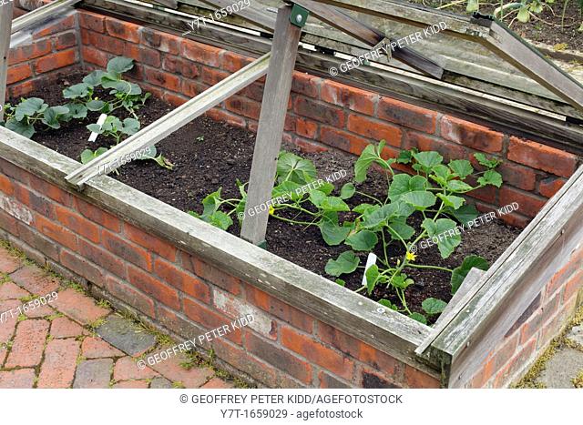 Young melon plants in cold frame