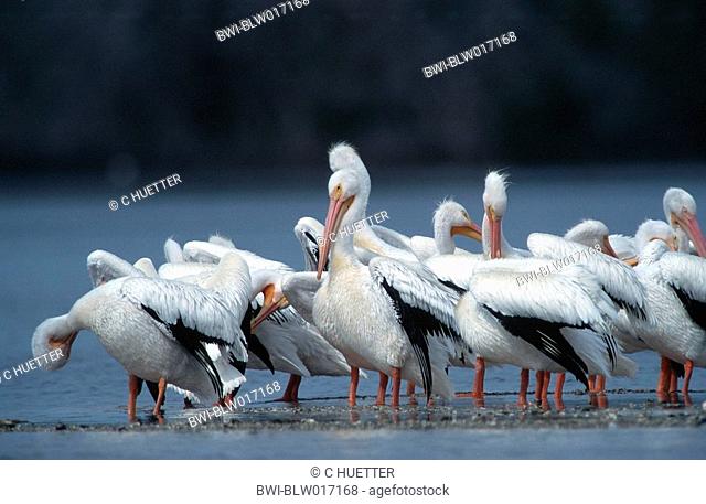 American white pelican Pelecanus erythrorhynchos, Mrz 97