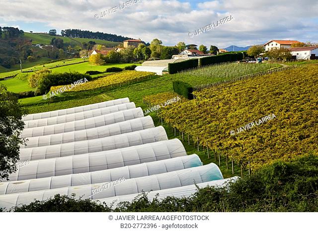 Agriculture and vineyards of Txakoli, Autumn, Askizu Auzoa, Getaria, Gipuzkoa, Basque Country, Spain, Europe