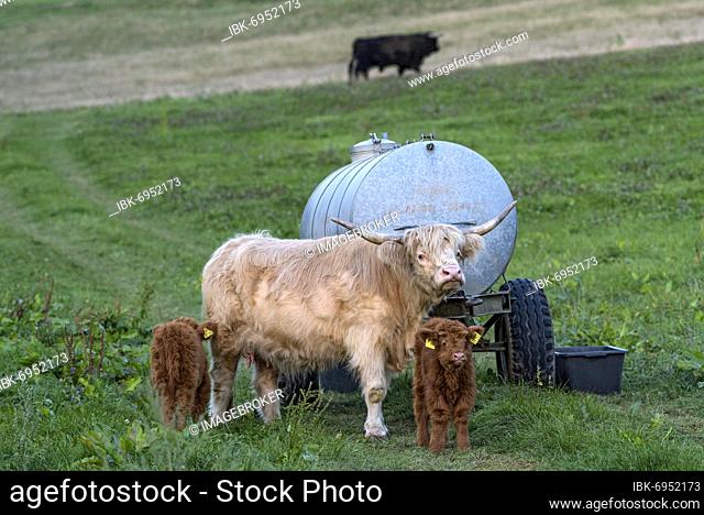 Scottish Highland Cattle, Highland Cattle or Kyloe (Bos primigenius f. taurus), young animals, calves with dam, cow and bull on a pasture, Hesse, Germany