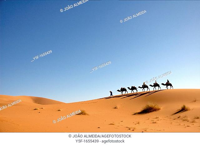 Lined up camel caravan at the sand dunes of the Sahara desert