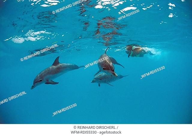 Atlantic spotted dolphin, Stenella frontalis, Atlantic Ocean, Bahamas