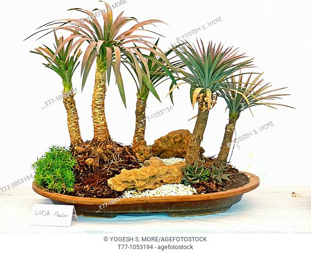 Yucca UKA palm bonsai