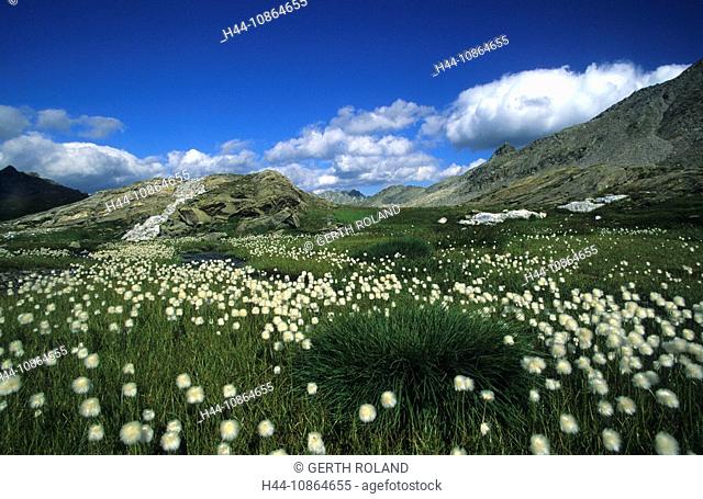 Laghetti Laiozz, Switzerland, Canton of Ticino, valley, bog, meadow, wetland, natural, cotton grass, summer, Landscape, scenery, nature, alps, alpine, mountain