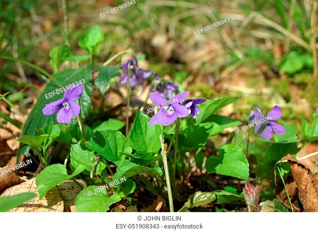 Dog violet (Viola riviniana) flowers in woodland with a background of blurred vegetation and dead leaves