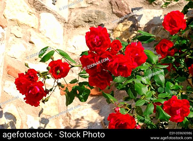 rote Rosen vor einer Natursteinmauer - red roses in front of a natural stone wall