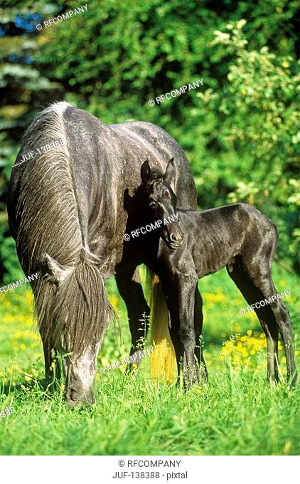 arravani Horse mare with foal - standing on meadow