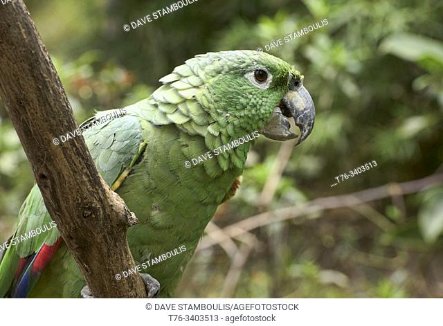 Southern mealy parrot (Amazona farinosa), Ecuador