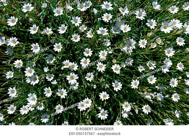 Rock garden plant Snow-in-summer - Cerastium tomentosum - with numerous white flowers