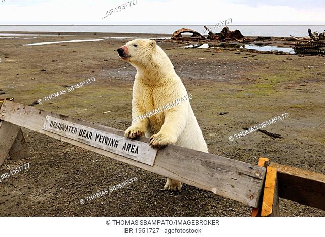 Polar bear (Ursus maritimus) leaning on a fence saying Bear Viewing Area, Kaktovik, North Slope, Beaufort Sea, Alaska, USA, America