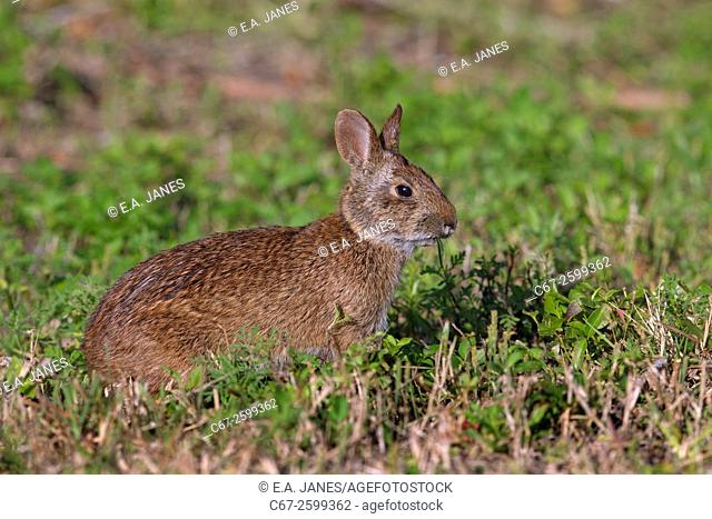 Marsh Rabbit grazing on roadside vegetation Florida USA