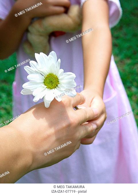 Close-up of a person's hand taking a cosmos flower from a girl