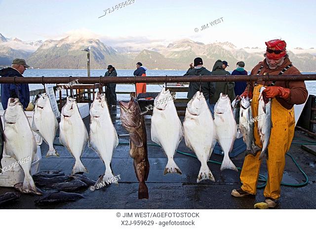 Seward, Alaska - A sport fishing guide prepares to clean and fillet fish caught by his clients during a fishing trip in the Gulf of Alaska