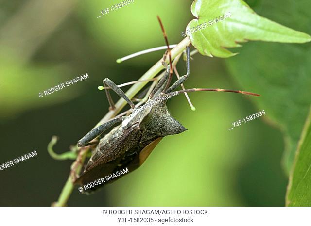 Twig wilter (Holopterna alata)