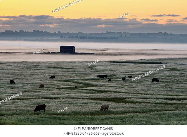 View of cattle and barn on coastal grazing marsh habitat in mist at sunrise, Elmley Marshes N.N.R., North Kent Marshes, Isle of Sheppey, Kent, England, July