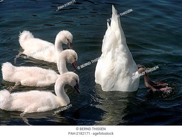 A swan diving for algae, watched by its three cygnets, in Duesseldorf, Germany, on 23 June 1999. | usage worldwide. - Düsseldorf/Nordrhein-Westfalen/Germany