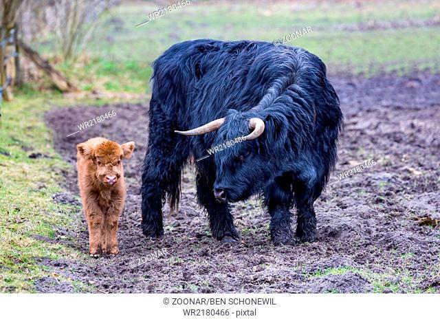 Black mother scottish highlander cow and brown cal