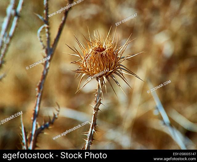 Dried flower Onopordum acanthium flowering plant in the family Asteraceae. It is native to Europe and Western Asia