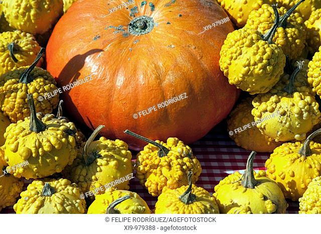 Pumpkins for sale, town of Castaño del Robledo, province of Huelva, Andalusia, Spain
