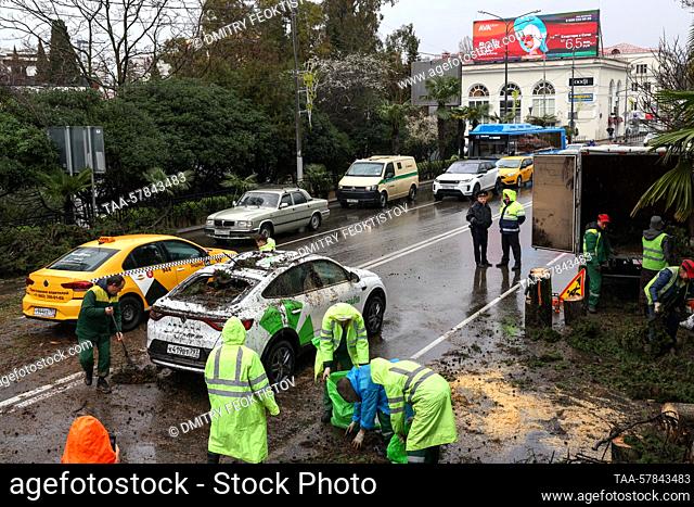 RUSSIA, SOCHI - MARCH 13, 2023: Traffic police officers are seen by the car in Gorkogo Street on which a cypress tree has fallen blocking the traffic in both...