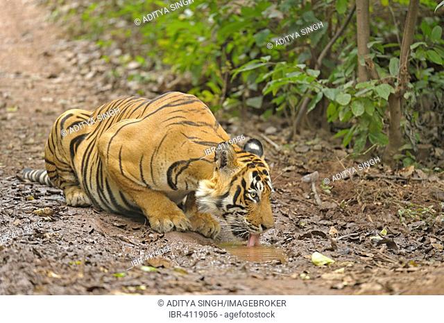 Bengal or Indian tiger (Panthera tigris tigris) drinking from a small puddle, Ranthambhore National Park, Rajasthan, India