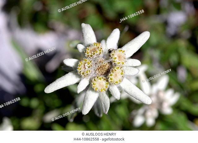 Edelweiss, Leontopodium alpinum, mountain flower